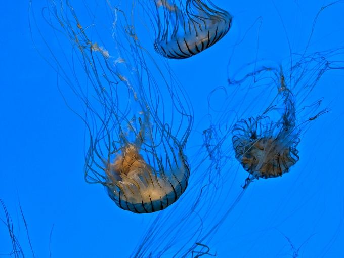 Japanese sea nettle jellyfish