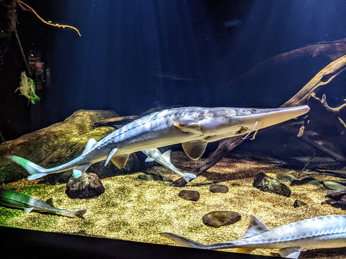 National Aquarium in Baltimore, MD - Alligator gar