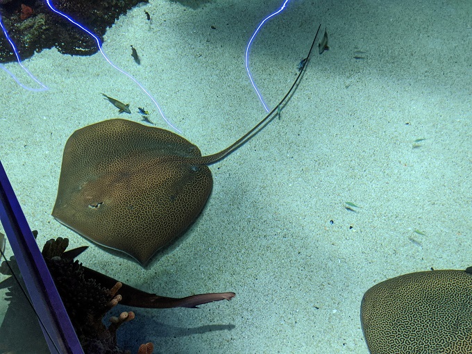 National Aquarium in Baltimore, MD - Australian whipray