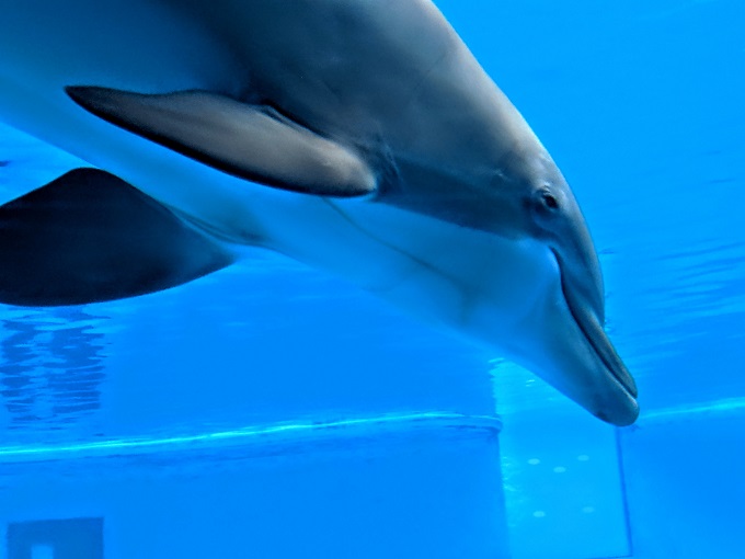 National Aquarium in Baltimore, MD - Dolphin