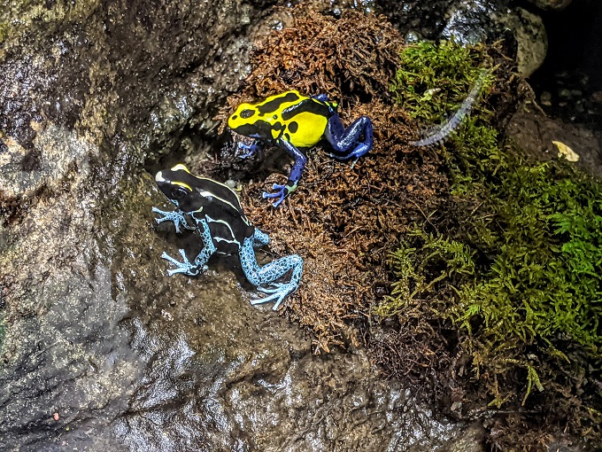 National Aquarium in Baltimore, MD - Dyeing poison dart frogs