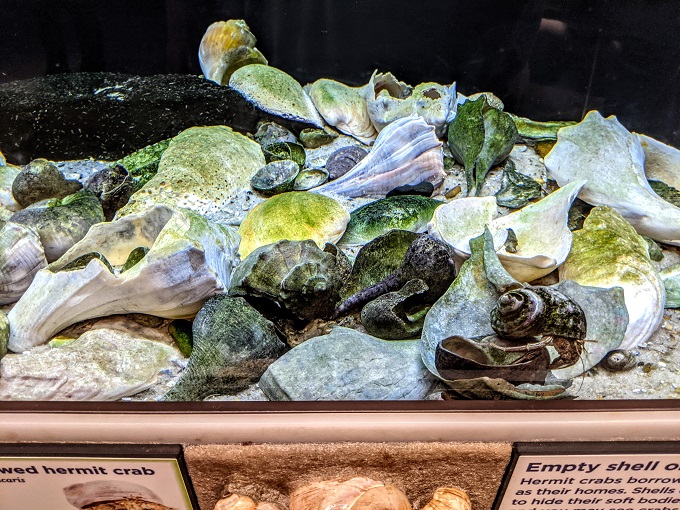 National Aquarium in Baltimore, MD - Hermit crab shells