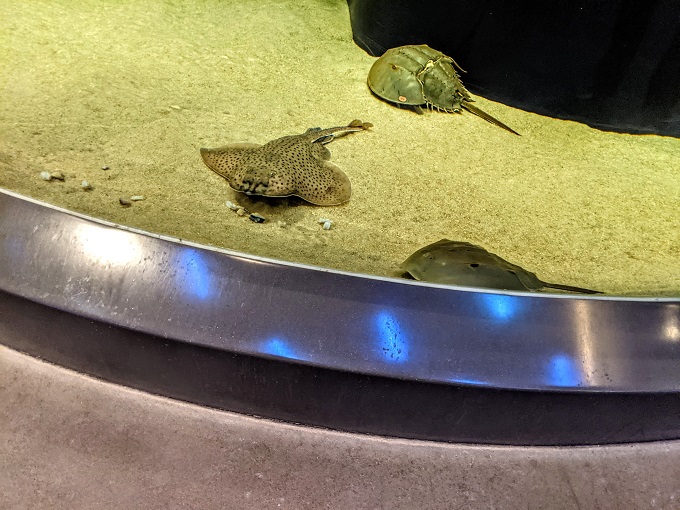 National Aquarium in Baltimore, MD - Horseshoe crab & rays