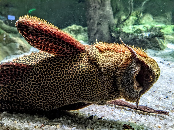 National Aquarium in Baltimore, MD - Leopard cactus pleco
