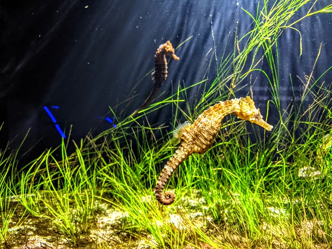 National Aquarium in Baltimore, MD - Lined seahorses