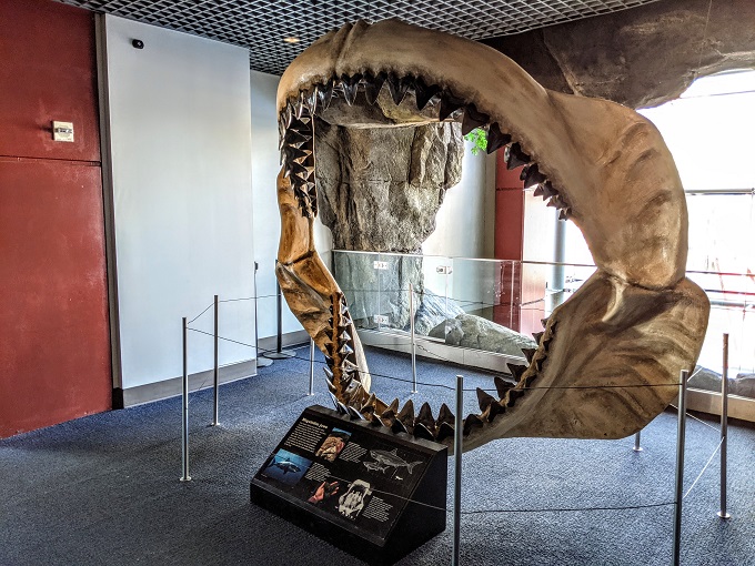 National Aquarium in Baltimore, MD - Megalodon jaws