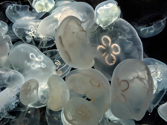 National Aquarium in Baltimore, MD - Moon jellyfish