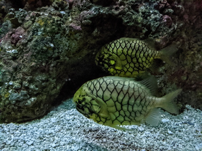 National Aquarium in Baltimore, MD - Pineconefish