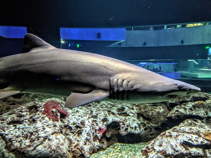 National Aquarium in Baltimore, MD - Sandbar shark