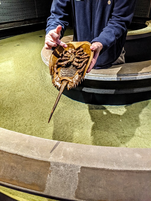 National Aquarium in Baltimore, MD - Underside of a horseshoe crab