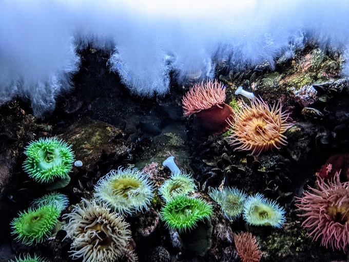 National Aquarium in Baltimore, MD - Urchin wave pool 1