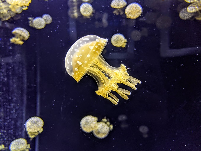 Spotted lagoon jellyfish