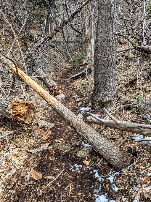 Fallen tree on the Domingo Baca Trail