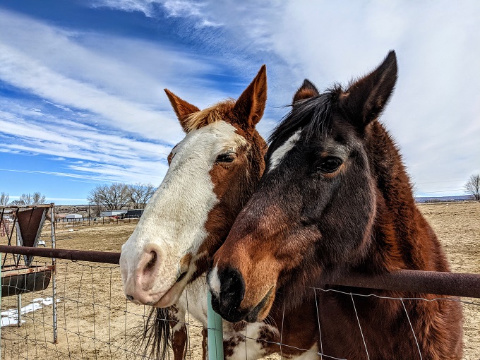 Our Airbnb's two horses