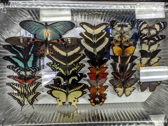Butterfly exhibit at Harrell Bug Museum in Santa Fe, NM