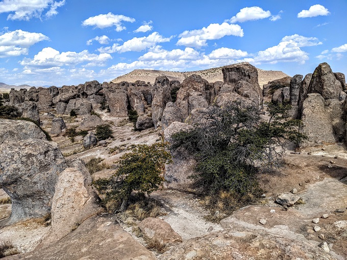 are dogs allowed at city of rocks