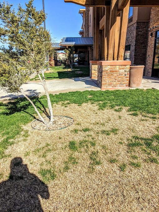 TownePlace Suites Carlsbad, NM - Grassy area at front of hotel