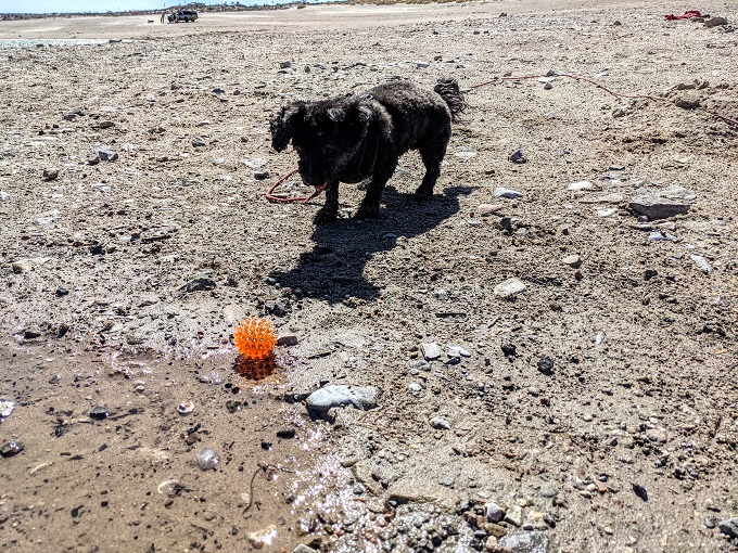 Truffles playing on the beach