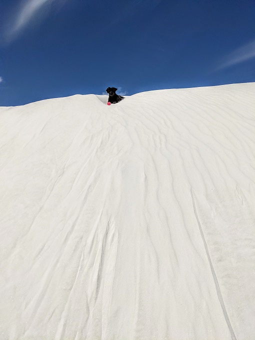 Truffles waiting at the top of a sand dune