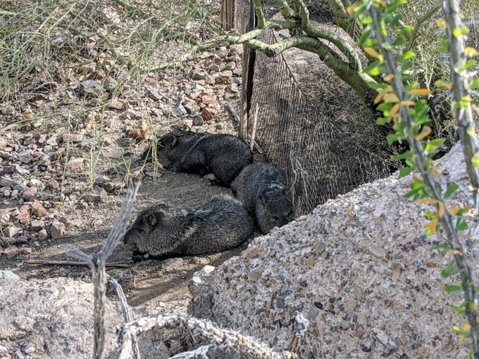 are dogs allowed at sonora arizona desert museum