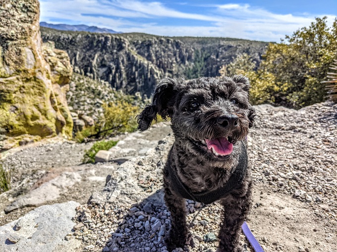 Truffles enjoying the hoodoos from a distance