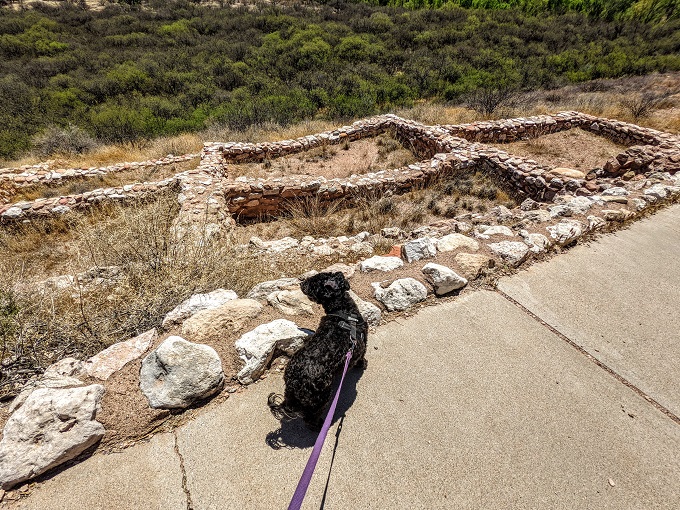 Pet-friendly dogs at Tuzigoot National Monument