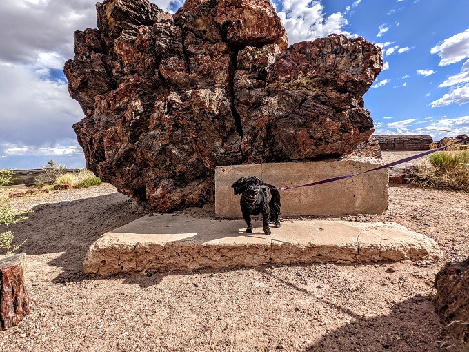 Truffles in front of the largest petrified log at Petrified Forest National Park