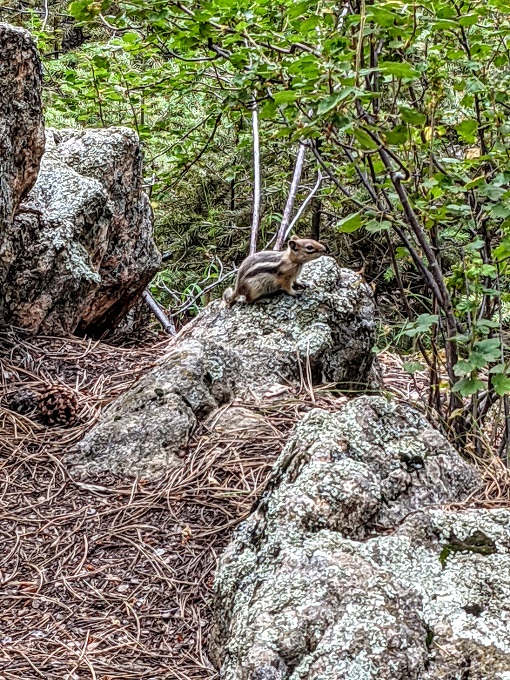 Chipmunk on the Bear Creek Trail