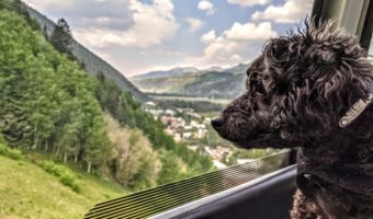 Truffles admiring the view from the gondola