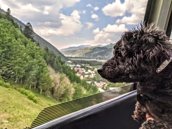 Truffles admiring the view from the gondola