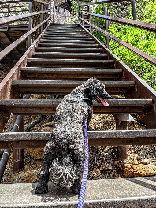 Truffles was ready for the climb