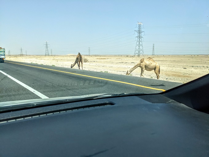 Camels by the side of the road in Jordan
