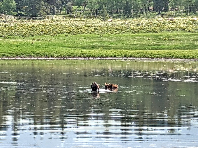 Moose along Hwy 285 in Colorado