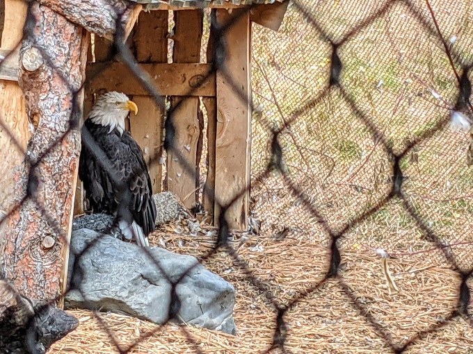 Bald Eagle