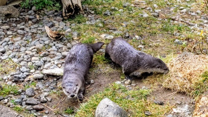 River otters