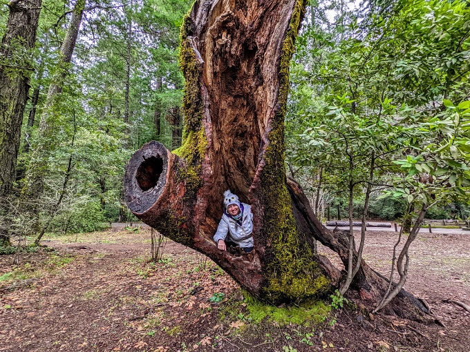 Shae inside another tree