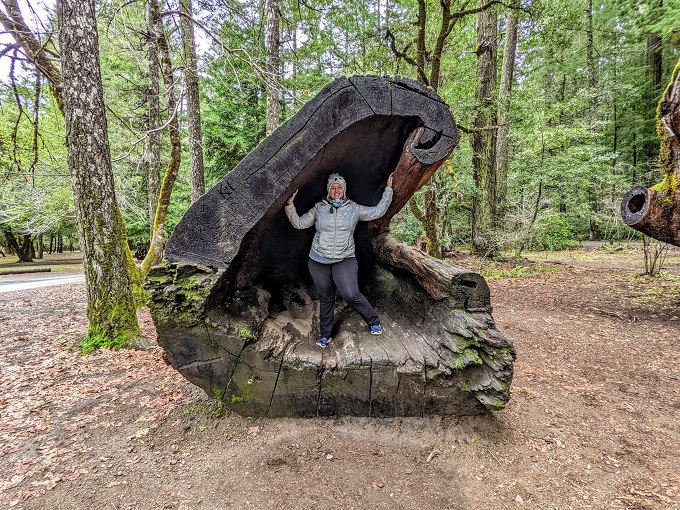 Shae inside the same tree