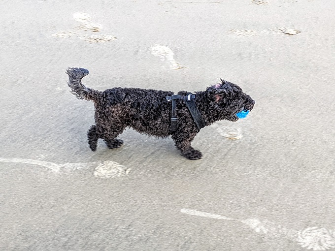 Truffles enjoying her ball on the beach