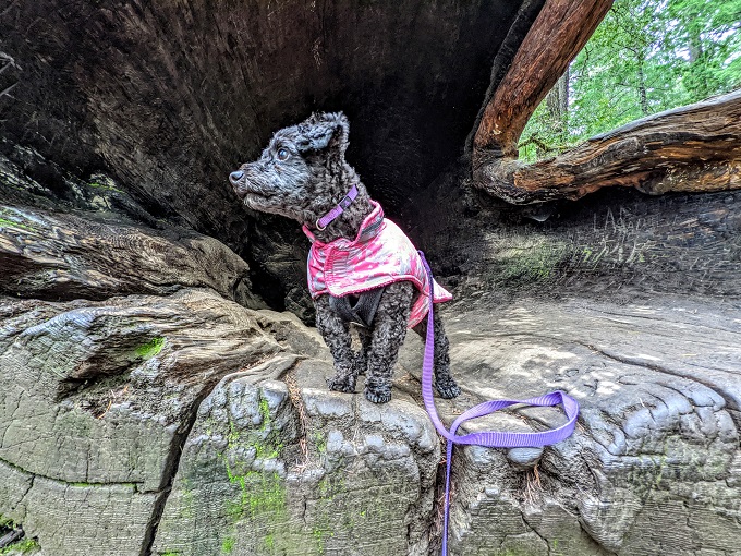 Truffles inside a tree