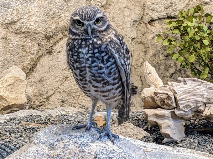 Western burrowing owl