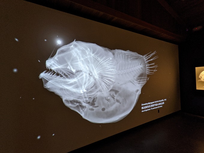 X-Ray Vision Fish Inside Out exhibit