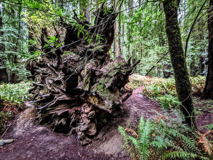 Base of the Dyerville Giant in Founders Grove, Humboldt Redwoods State Park