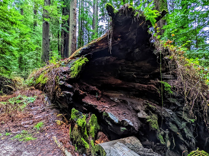 Downed tree in Franklin K Lane Grove, Avenue of the Giants