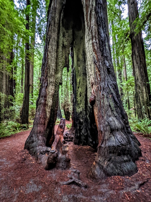 Fire-damaged tree