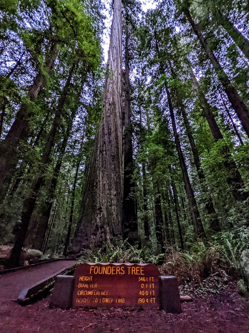 Founders Tree in Humboldt Redwoods State Park