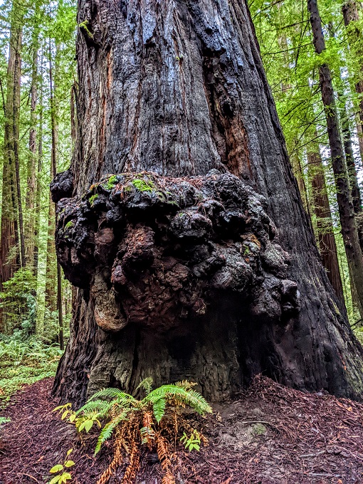 Giant burl on the side of a redwood
