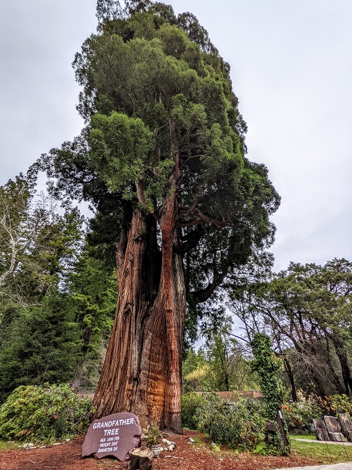 Grandfather Tree in Garberville, CA