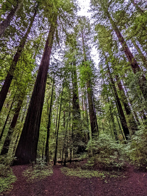 Redwoods in Bolling Grove on Avenue of the Giants