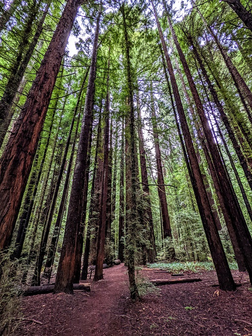 Redwoods in Franklin K Lane Grove