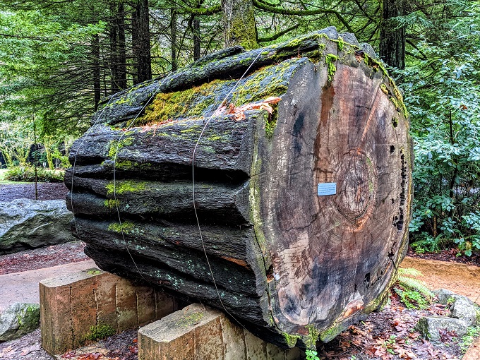 Section of tree that fell near Bear Creek on December 26, 2006